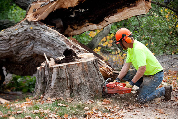 Best Tree Health Inspection  in Deerfield, IL