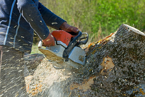 Best Leaf Removal  in Deerfield, IL